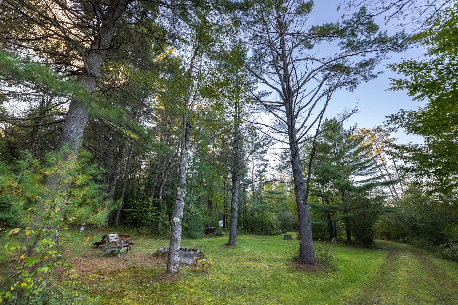 Campsite with fire ring surrounded by tall pines
