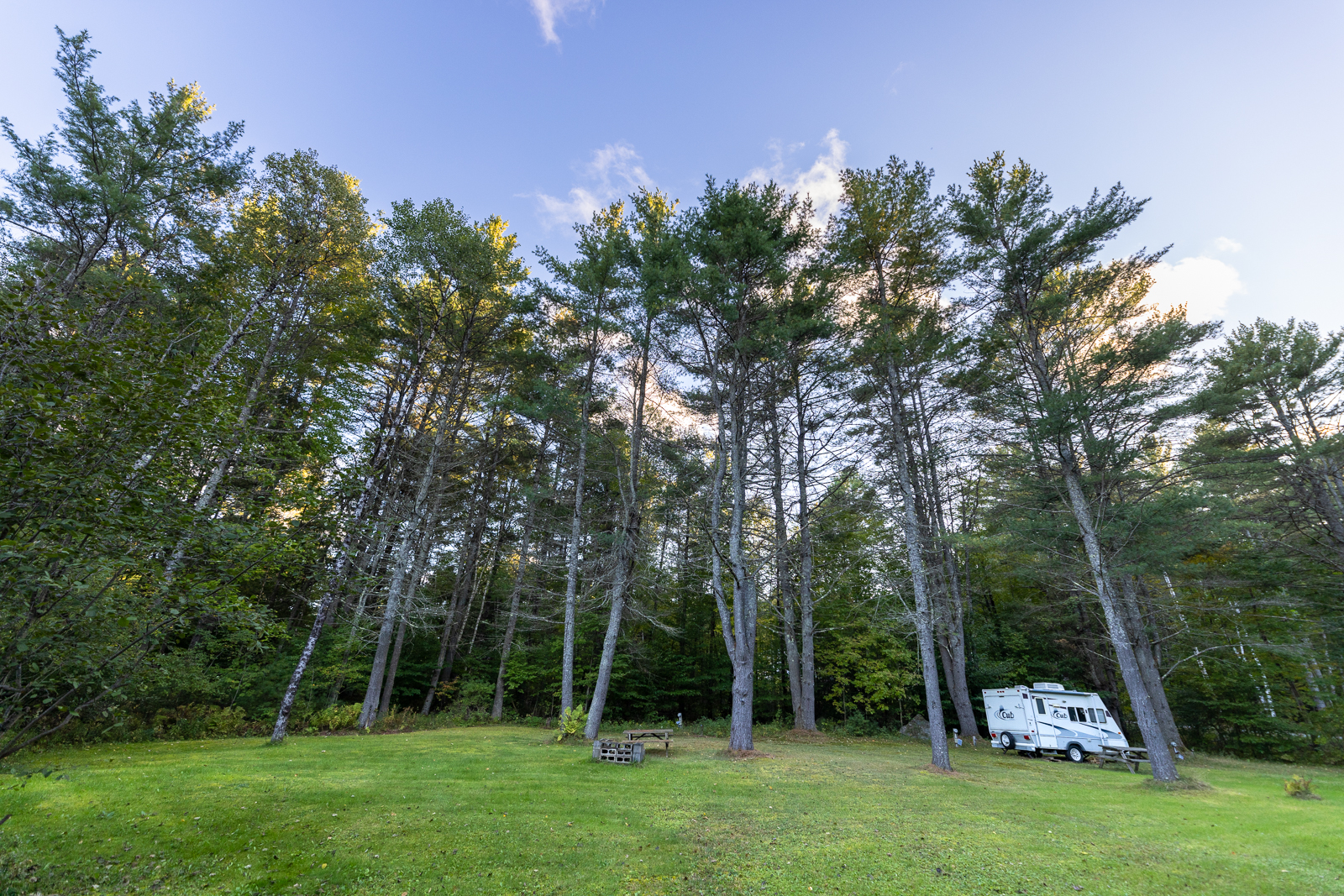 RV parked at a site among tall pine trees