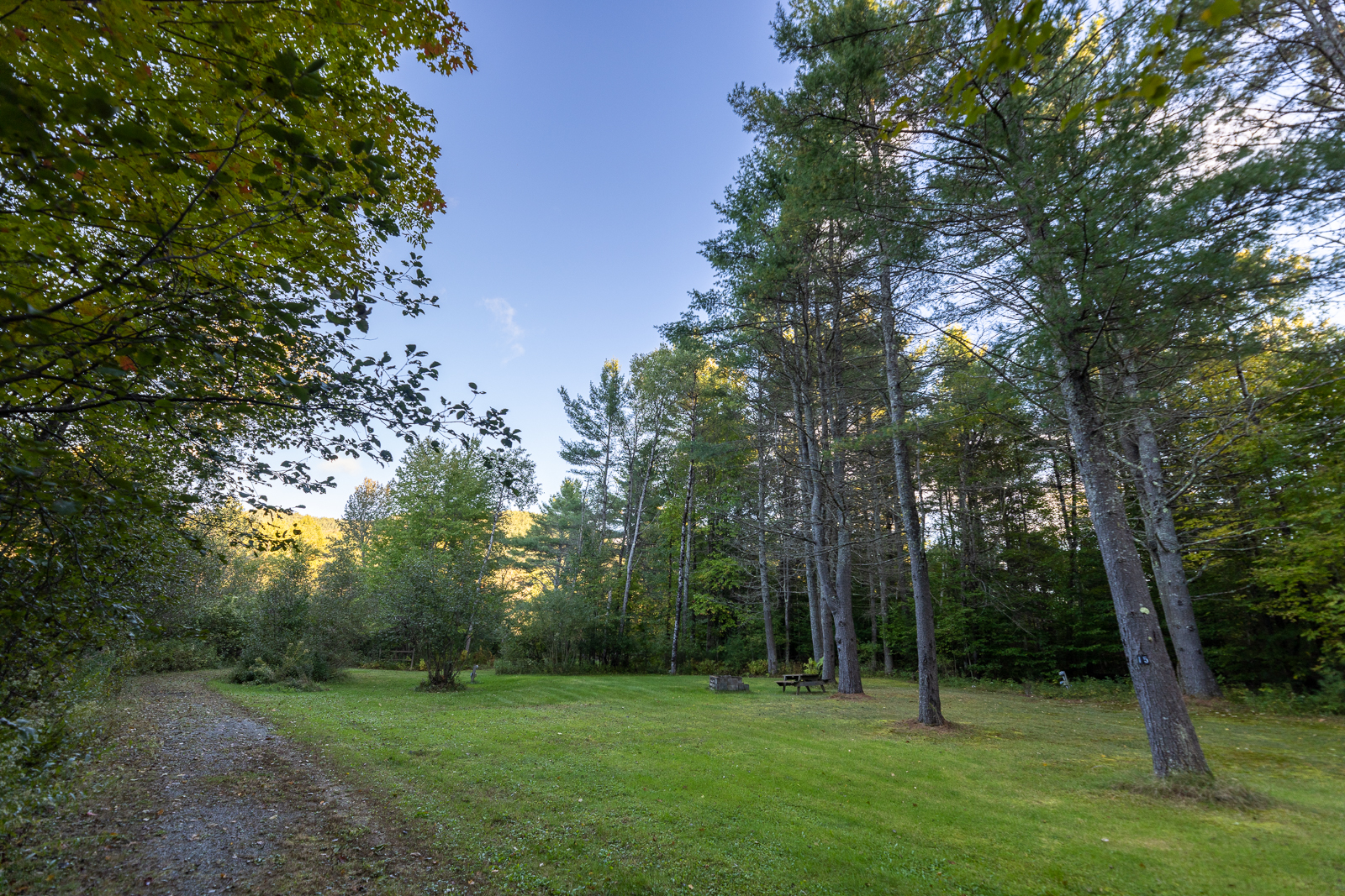 Campsite path winding through green trees
